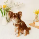 反射フラワー刺繍ハーネス+リードSET【名入れ刺繍対応】