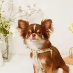 反射フラワー刺繍ハーネス+リードSET【名入れ刺繍対応】