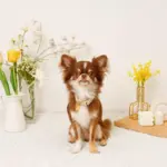 フラワーチャーム刺繍カラー+リードSET【名入れ彫刻対応】