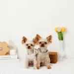 リボン刺繍フリルキルティングハーネス+リードSET【名入れ刺繍対応】