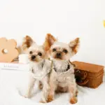 リボン刺繍フリルキルティングハーネス+リードSET【名入れ刺繍対応】