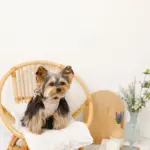 リボン刺繍フリルキルティングハーネス+リードSET【名入れ刺繍対応】