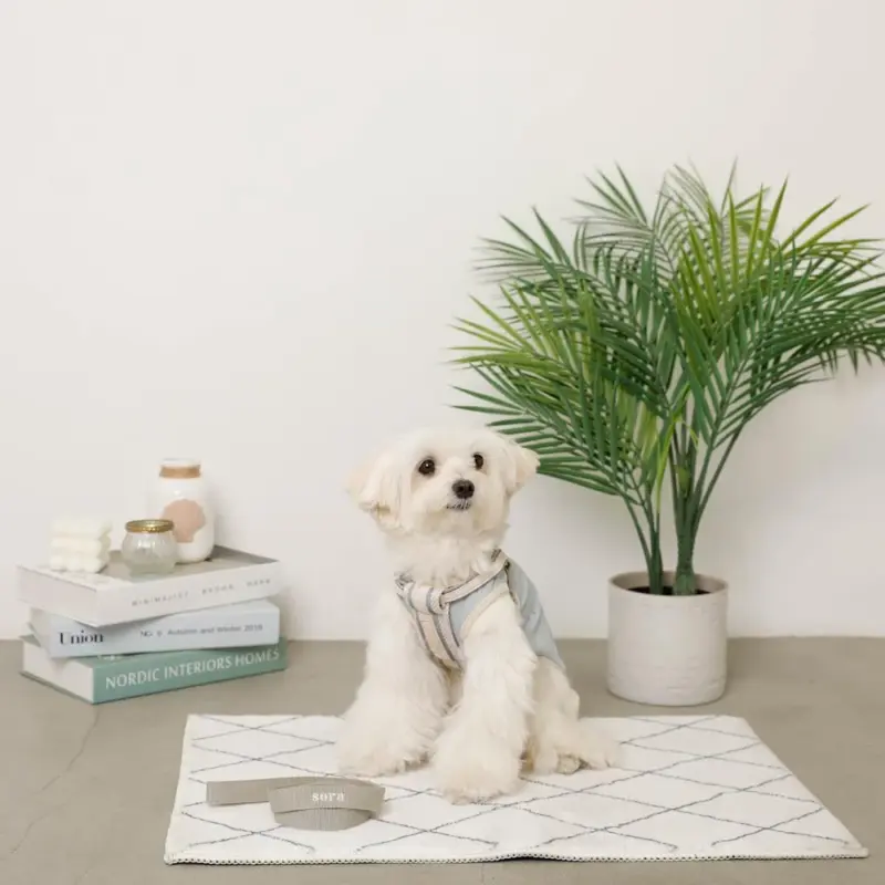 メッシュコンビ反射テープハーネス+リードSET【名入れ刺繍対応】