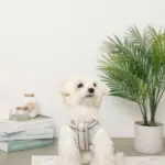 メッシュコンビ反射テープハーネス+リードSET【名入れ刺繍対応】