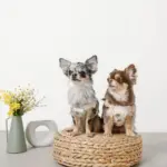 冷感フラワー刺繍ハーネス+リードSET【名入れ刺繍対応】