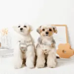 冷感フラワー刺繍ハーネス+リードSET【名入れ刺繍対応】