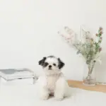 冷感アイスクリーム柄ハーネス+リードSET【名入れ刺繍対応】