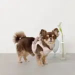 冷感アイスクリーム柄ハーネス+リードSET【名入れ刺繍対応】