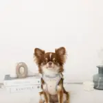 冷感アイスクリーム柄ハーネス+リードSET【名入れ刺繍対応】