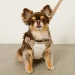 撥水バイカラーハーネス+リードSET【名入れ刺繍対応】