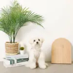 冷感マリン柄刺繍ハーネス+リードSET【名入れ刺繍対応】