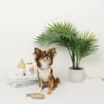 冷感マリン柄刺繍ハーネス+リードSET【名入れ刺繍対応】