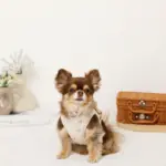 冷感マリン柄刺繍ハーネス+リードSET【名入れ刺繍対応】