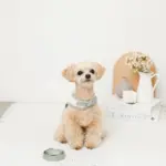 冷感マーガレット柄ハーネス+リードSET【名入れ刺繍対応】【保冷剤付き】