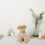 冷感マーガレット柄ハーネス+リードSET【名入れ刺繍対応】【保冷剤付き】