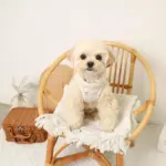 リンゴ柄刺繍ハーネス+リードSET【名入れ刺繍対応】