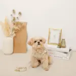 さくらんぼ刺繍ハーネス+リードSET【名入れ刺繍対応】