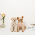 さくらんぼ刺繍ハーネス+リードSET【名入れ刺繍対応】