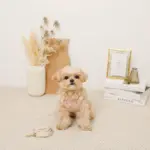 さくらんぼ刺繍ハーネス+リードSET【名入れ刺繍対応】