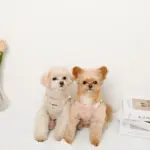 さくらんぼ刺繍ハーネス+リードSET【名入れ刺繍対応】