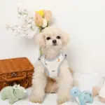 恐竜柄刺繍ハーネス+リードSET【名入れ刺繍対応】