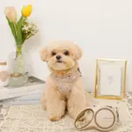 おさんぽロングリード5m