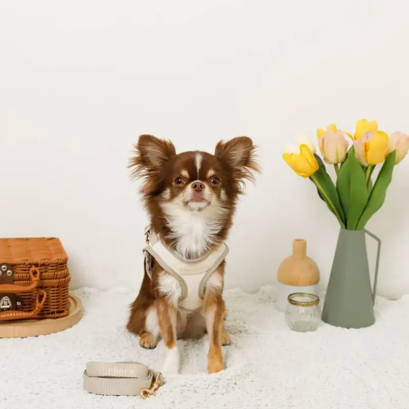 バイカラーハーネス＋リードSET【名入れ刺繍対応】