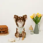 バイカラーハーネス＋リードSET【名入れ刺繍対応】