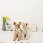 バイカラーハーネス＋リードSET【名入れ刺繍対応】