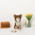 バイカラーハーネス＋リードSET【名入れ刺繍対応】