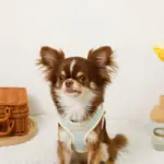 バイカラーハーネス＋リードSET【名入れ刺繍対応】