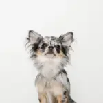 サークルチャームチェーンネックレス【名入れ彫刻対応】