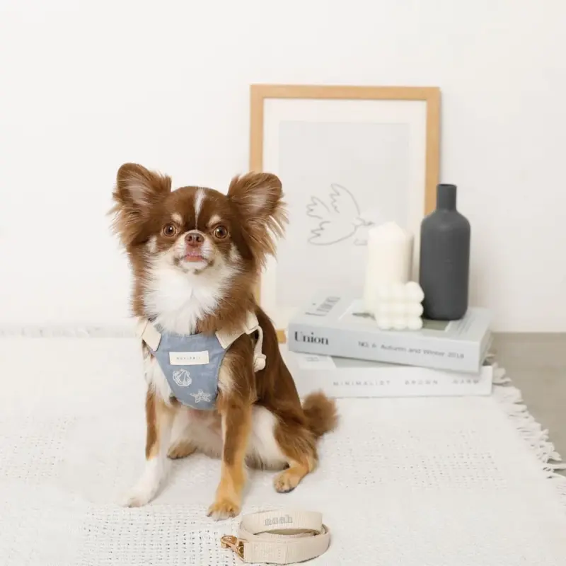 冷感シェルヒトデ柄ハーネス+リードSET【名入れ刺繍対応】