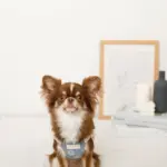 冷感シェルヒトデ柄ハーネス+リードSET【名入れ刺繍対応】