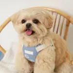 冷感シェルヒトデ柄ハーネス+リードSET【名入れ刺繍対応】