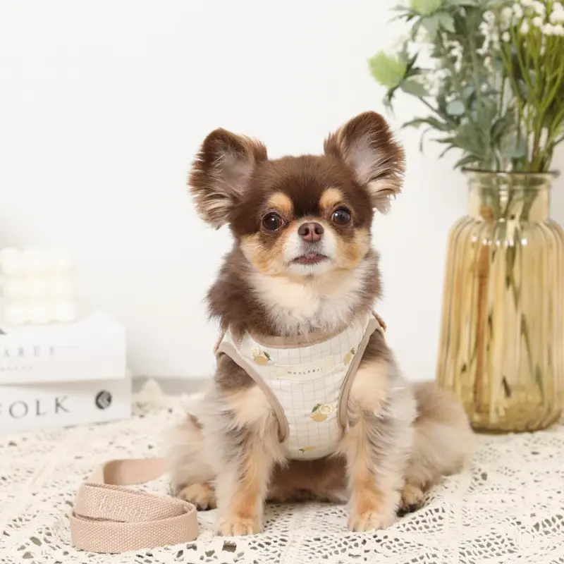 レモン柄刺繍ハーネス+リードSET【名入れ刺繍対応】