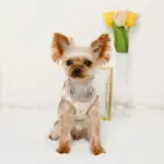 レモン柄刺繍ハーネス+リードSET【名入れ刺繍対応】