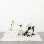 レモン柄刺繍ハーネス+リードSET【名入れ刺繍対応】