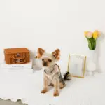 レモン柄刺繍ハーネス+リードSET【名入れ刺繍対応】