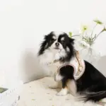 レモン柄刺繍ハーネス+リードSET【名入れ刺繍対応】