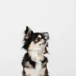 ボーンチャームレザーカラー【名入れ彫刻対応】