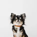 ボーンチャームレザーカラー【名入れ彫刻対応】