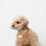 ボーンチャームレザーカラー【名入れ彫刻対応】