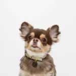 バイカラーサークルチャームレザーカラー【名入れ彫刻対応】