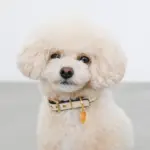 バイカラーサークルチャームレザーカラー【名入れ彫刻対応】