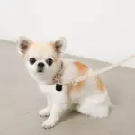 ソフトラバーカラー＋リードSET【名入れ彫刻対応】