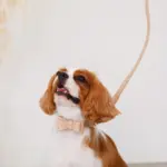 オーストレザーリボンカラー【名入れ彫刻対応】