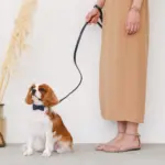 オーストレザーリボンカラー【名入れ彫刻対応】