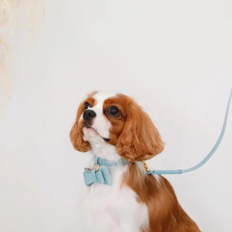 オーストレザーリボンペンダントカラー【名入れ彫刻対応】