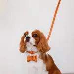 オーストレザーリボンペンダントカラー【名入れ彫刻対応】